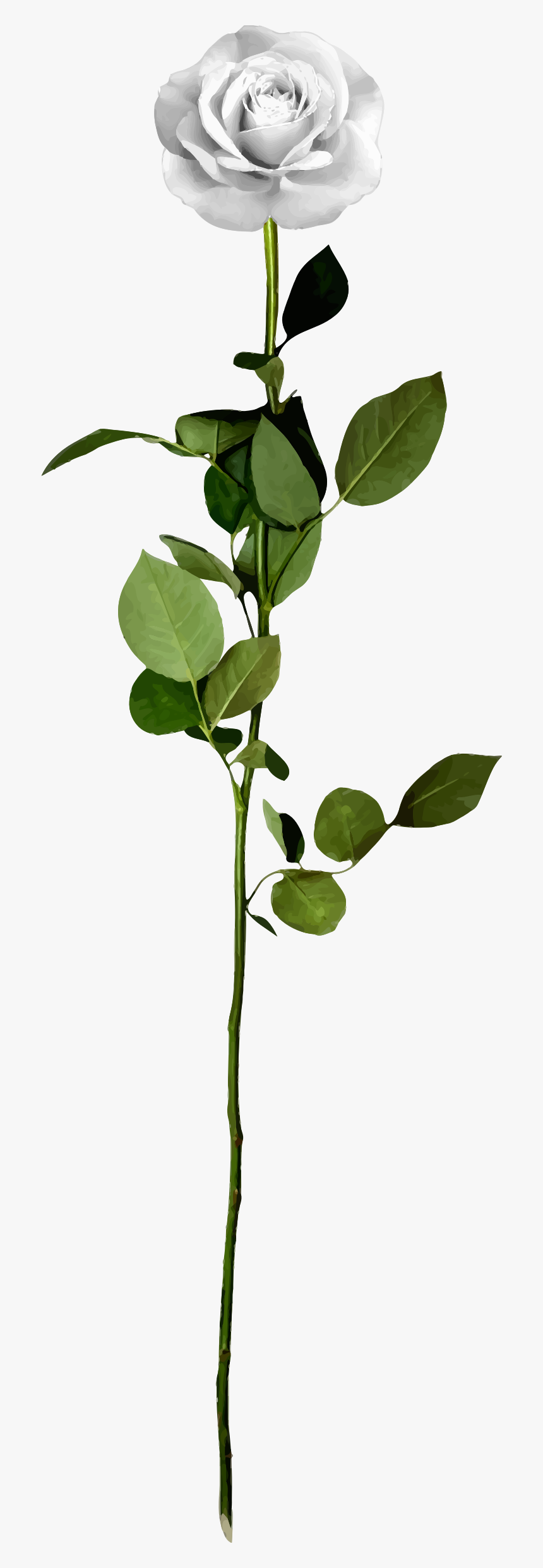 White Rose Clip Arts - Transparent Png White Rose Png, Png Download