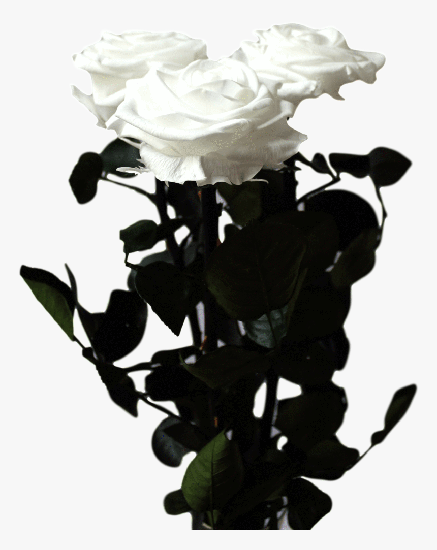 Long Stem Rose - Floribunda, HD Png Download
