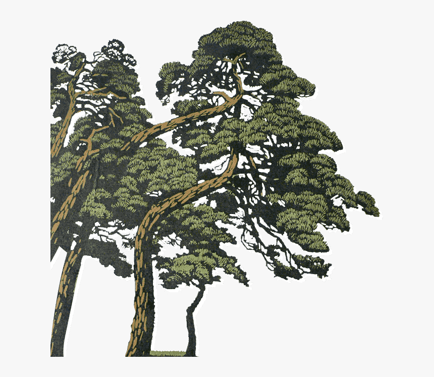 Shortleaf Black Spruce, HD Png Download