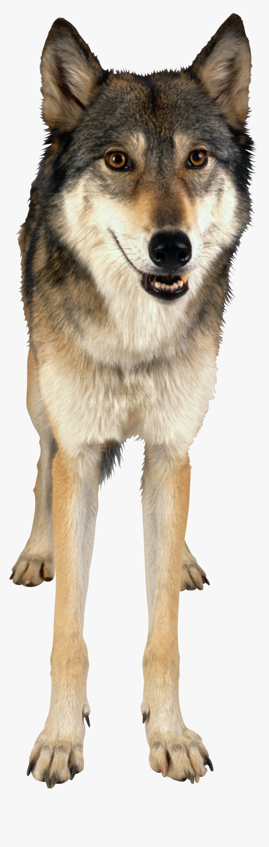 Free Download Of Wolf Png Image - Wolf Png, Transparent Png