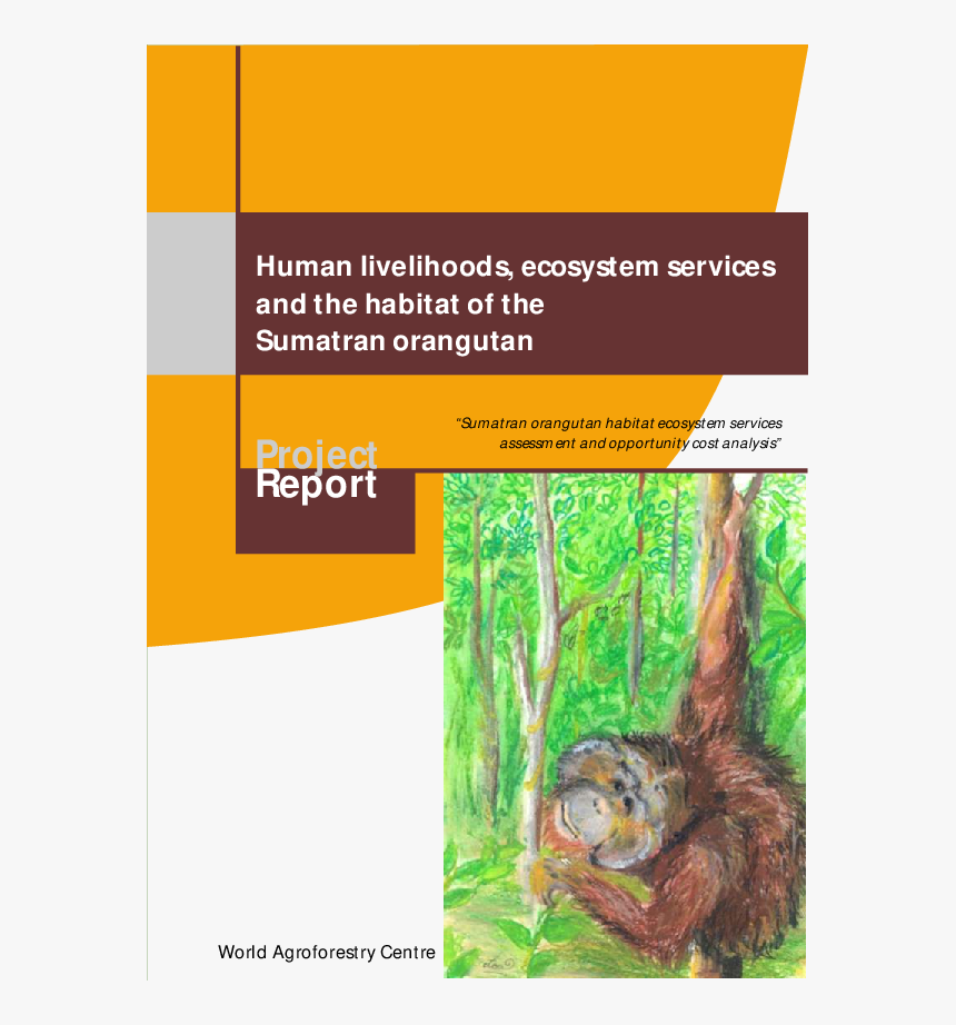 Orangutan, HD Png Download