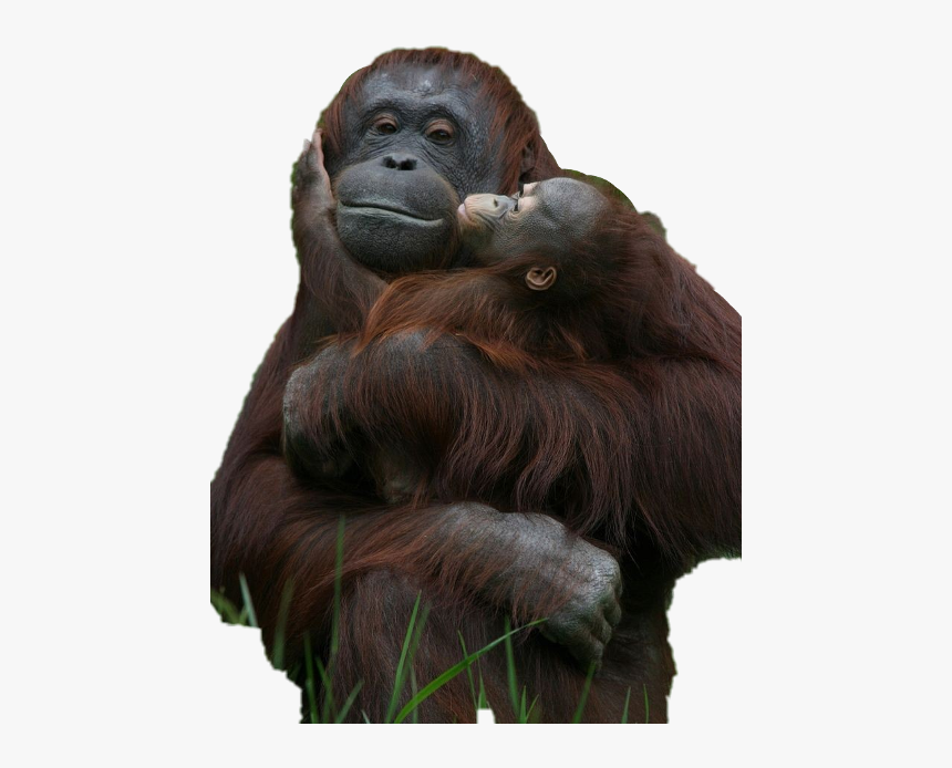 Monkey Holding Baby Monkey, HD Png Download