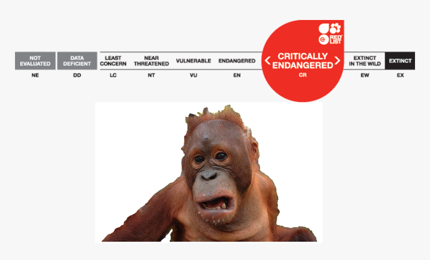 Picture5 - Orangutan Status, HD Png Download