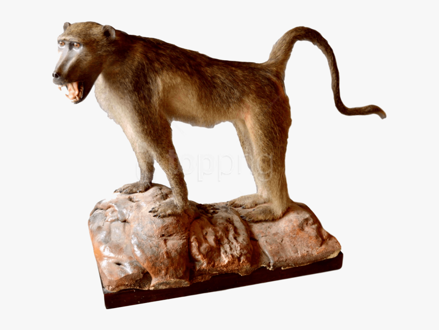 Taxidermy Baboon Uk, HD Png Download