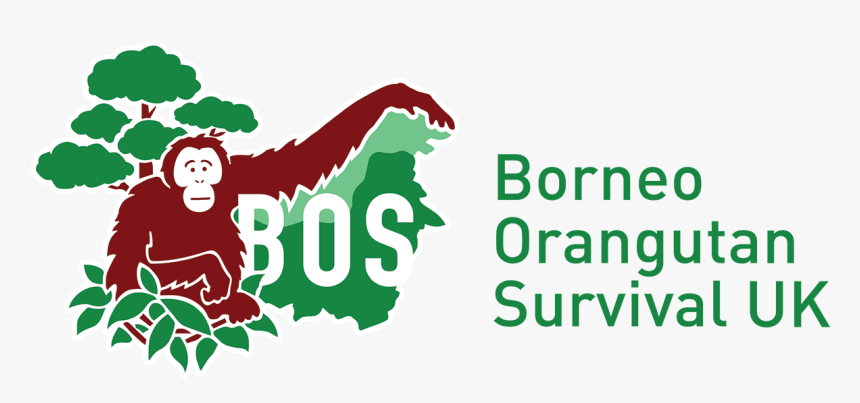 Bornean Orangutan Survival Foundation, HD Png Download