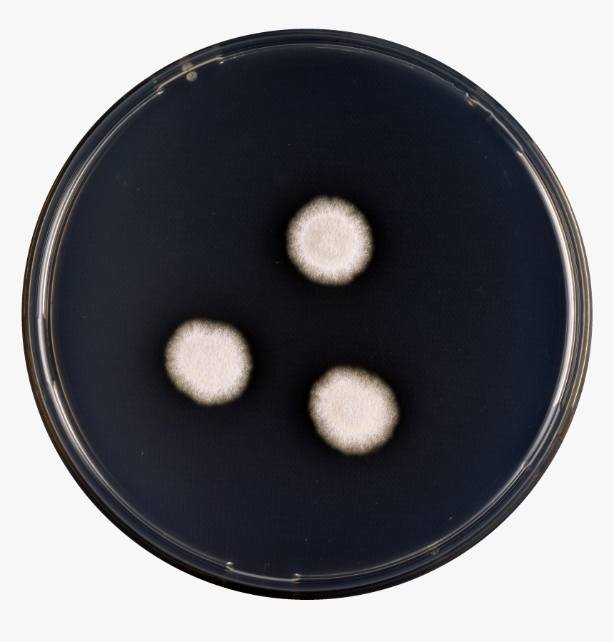 Aspergillus Subalbidus Cya - Circle, HD Png Download