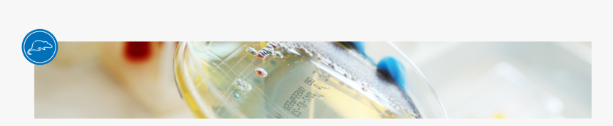 Macro Photography, HD Png Download