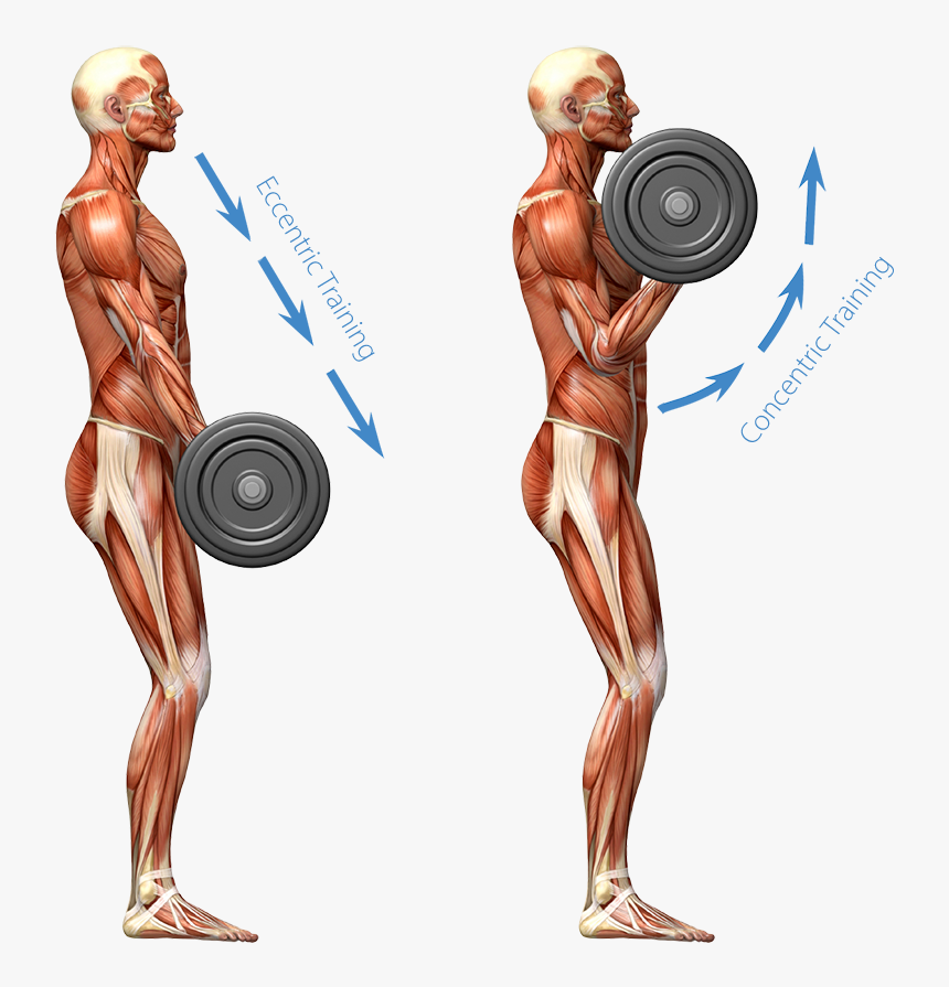 Eccentric Training Image - Muscular System Working Out, HD Png Download