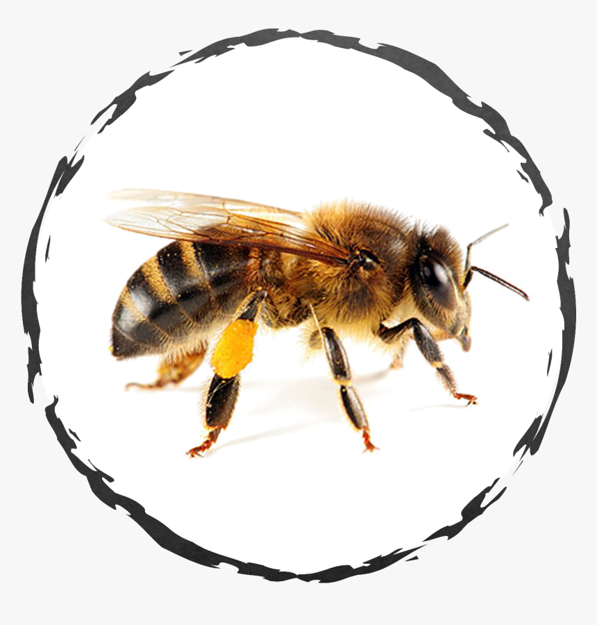 Wisconsin Honey Bees, HD Png Download