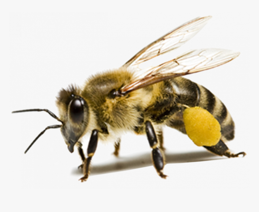 Honey Bee Transparent Background, HD Png Download