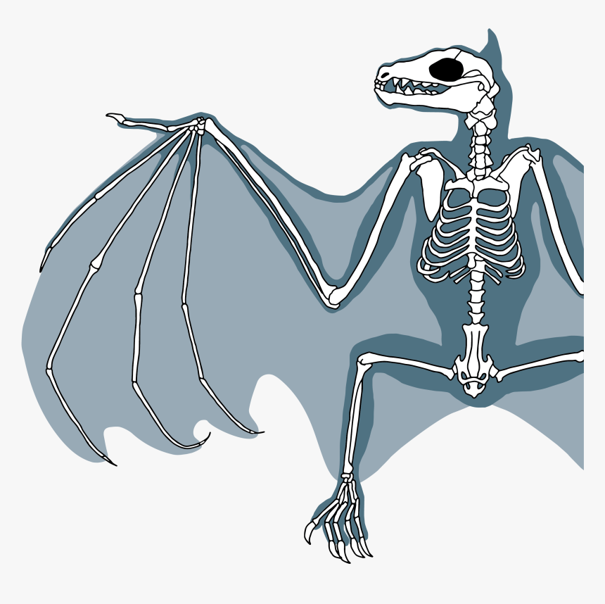 Clip Art Biology All About Bats - Flying Fox Bat Skeleton, HD Png Download