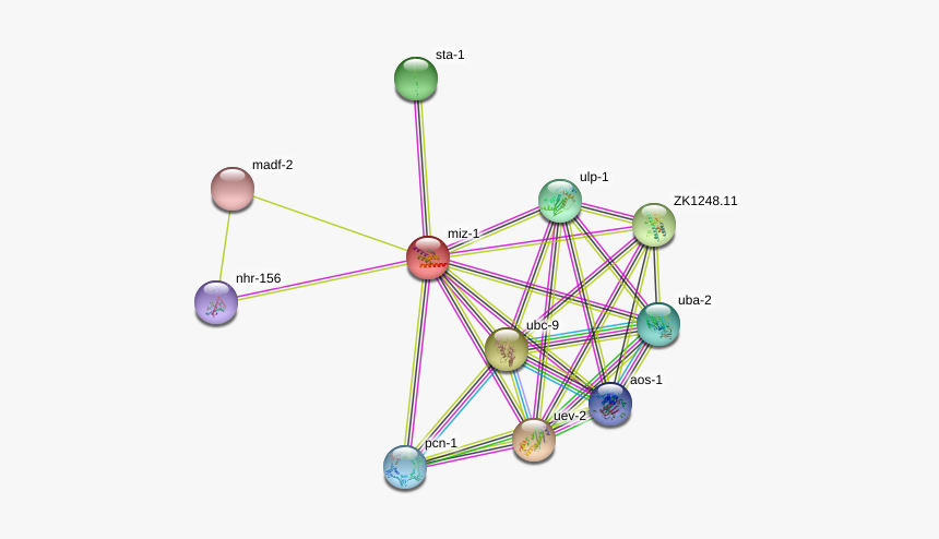 Miz-1 Protein - Circle, HD Png Download