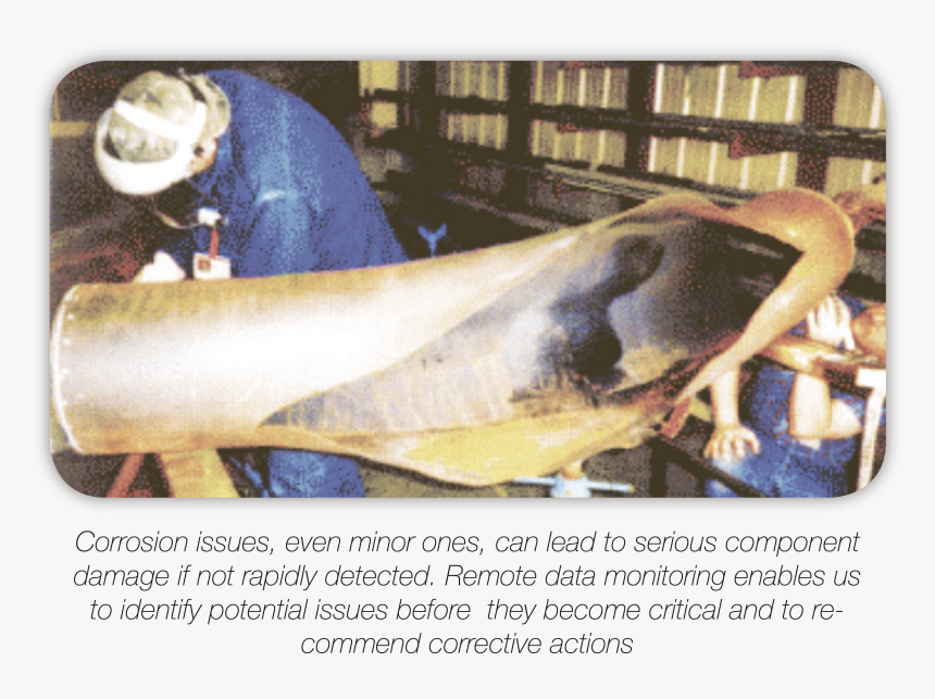 Marine Mammal, HD Png Download