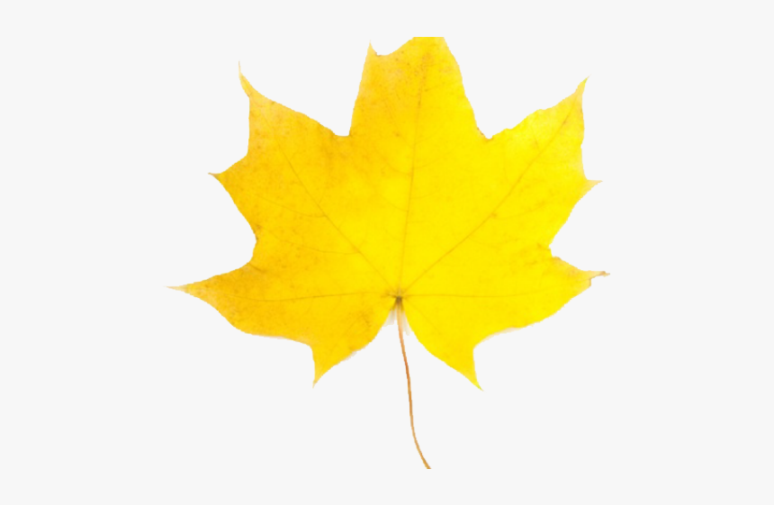 Maple Leaf, HD Png Download