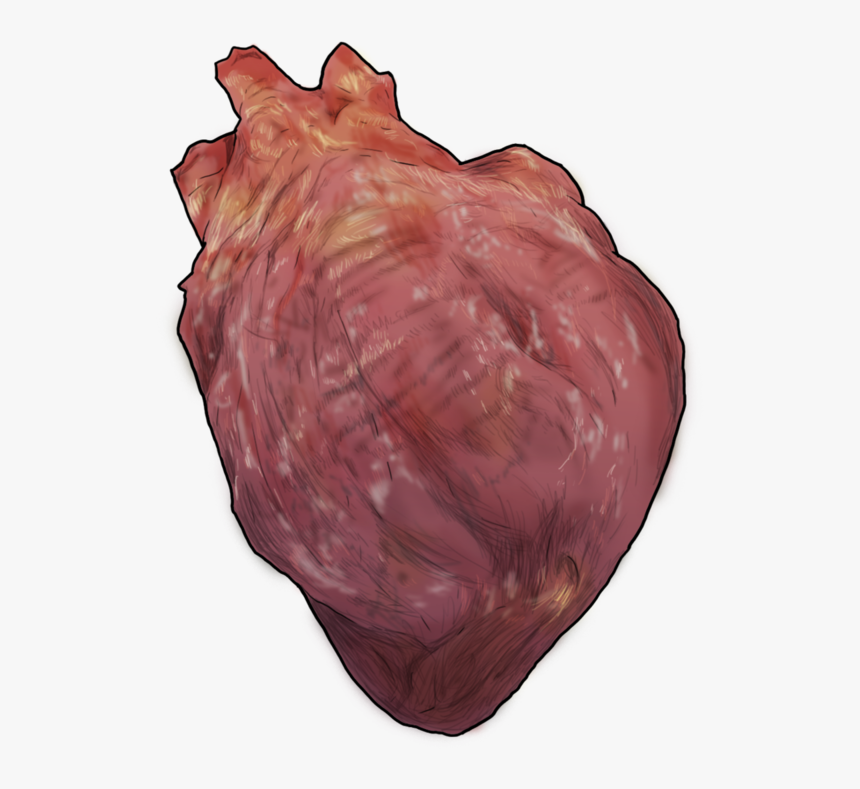 Heart Fowl- - Conch, HD Png Download