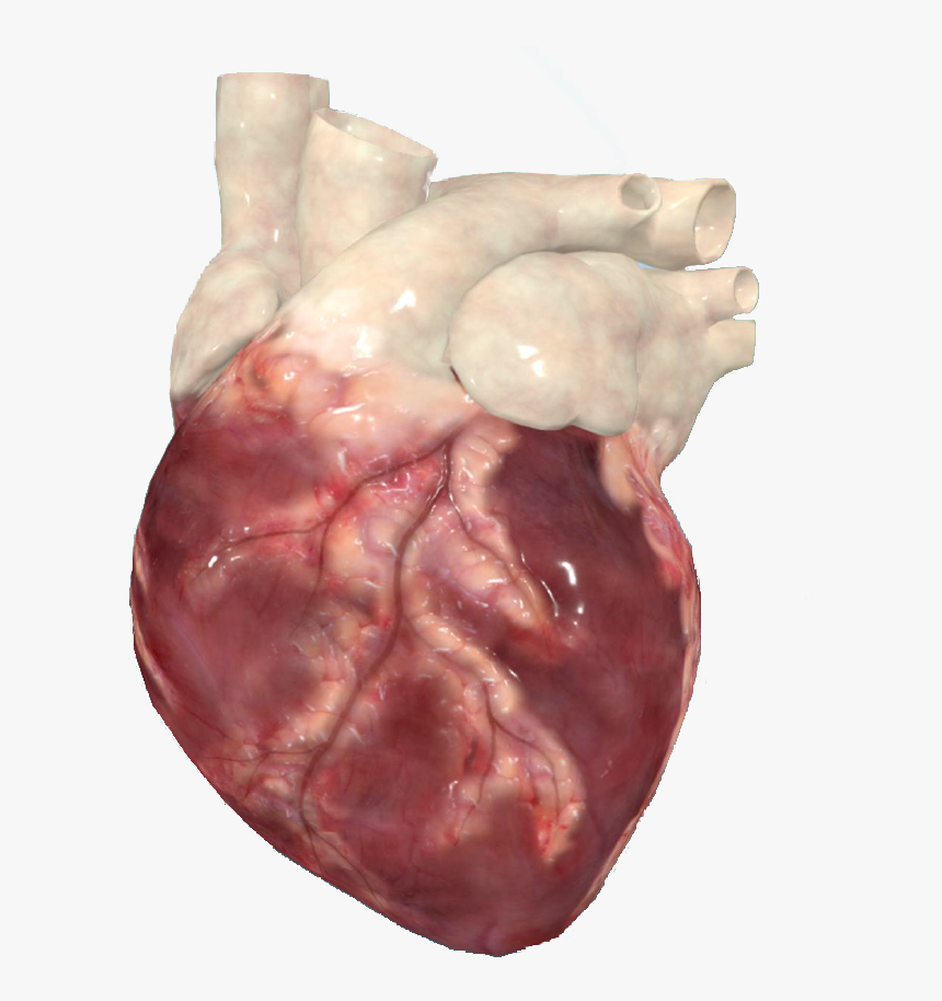 Transparent Realistic Heart Png - Liver, Png Download