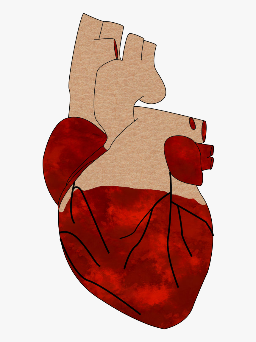Cartoon, HD Png Download
