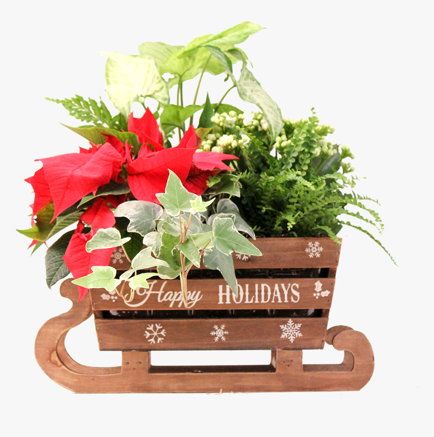 Flower , Png Download - Poinsettia, Transparent Png