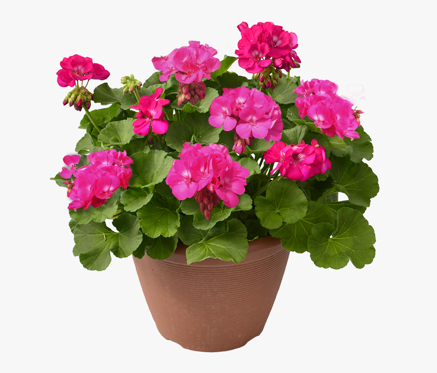 Ivy Geranium In Pot, HD Png Download