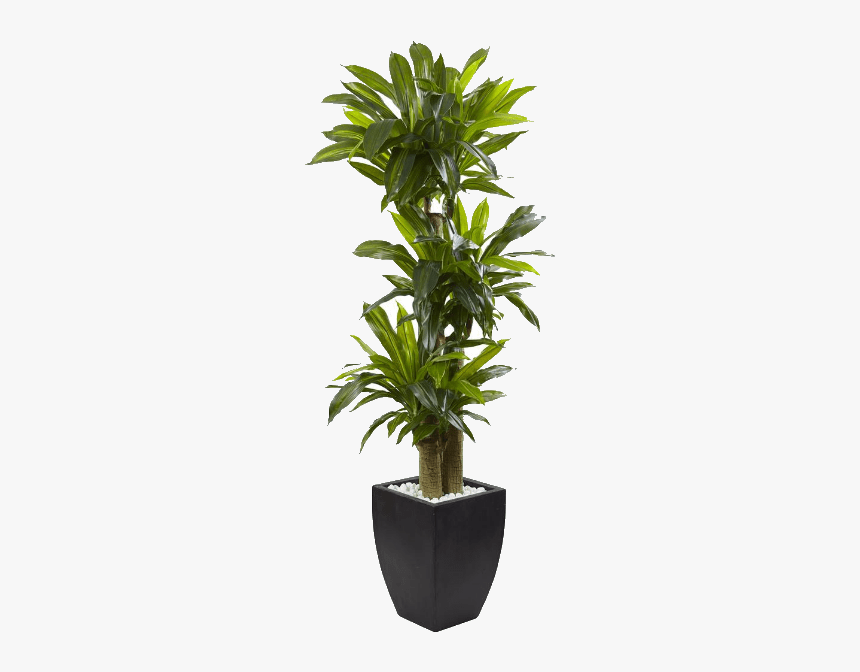 Silk Plant, HD Png Download