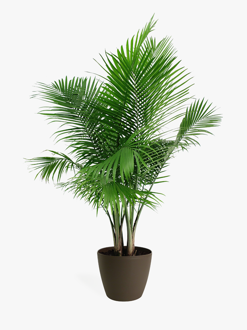 Palm Plant Png, Transparent Png