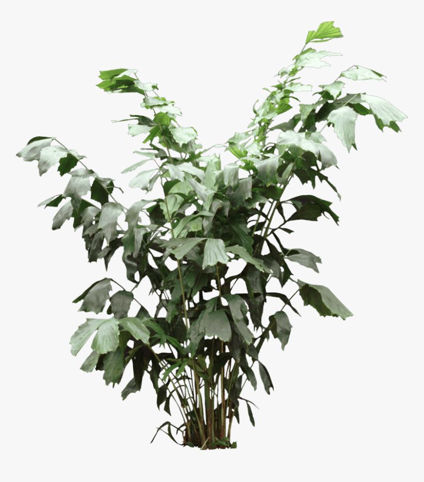 Fishtail Palm - Houseplant - Houseplant, HD Png Download