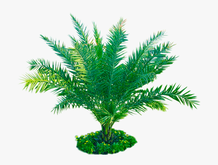 Free Download Palm Plant Png Image Transparent Background - Attalea Speciosa, Png Download