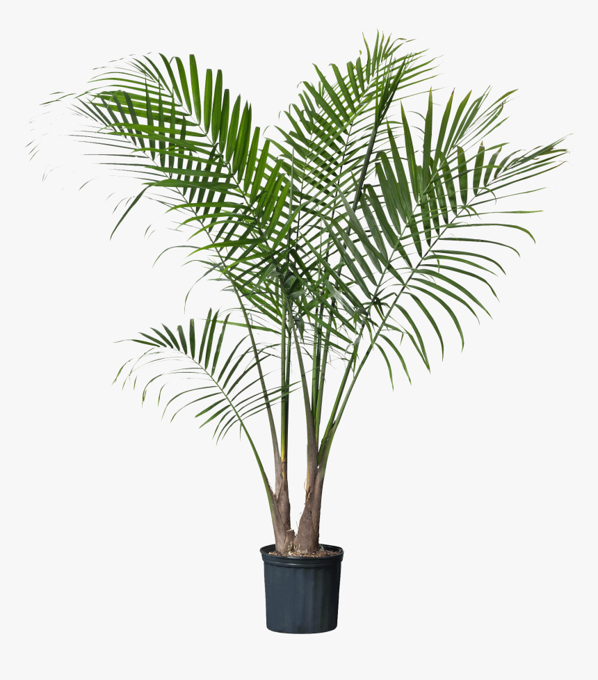 Palm Plant , Png Download - Palm Plant, Transparent Png
