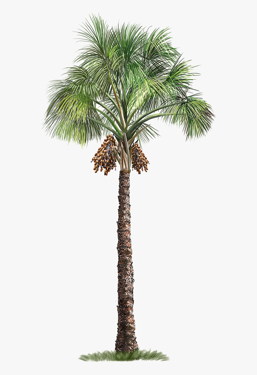 Palm Flexuosa Mauritia Tree Arecaceae Free Download - Transparent Background Palm Tree Png, Png Download