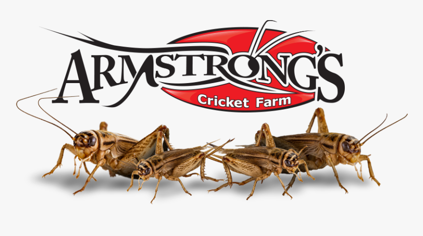 Acheta Domestica Crickets - Armstrong Crickets, HD Png Download
