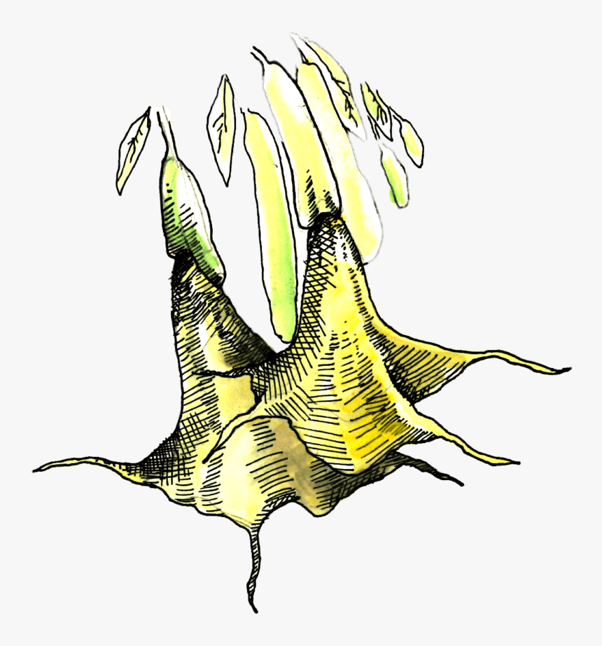 Illustration Of Brugmansia, HD Png Download