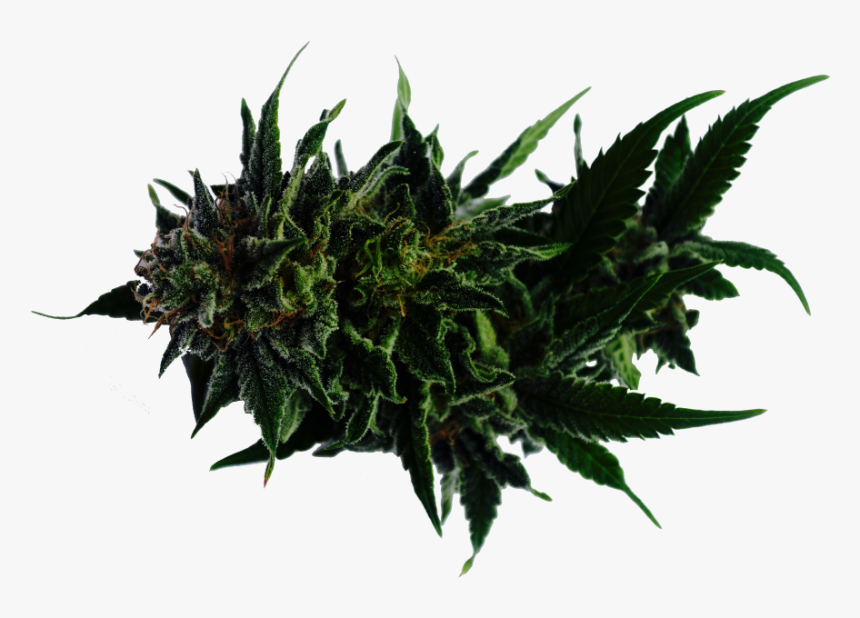 Thorn Vine Png, Transparent Png