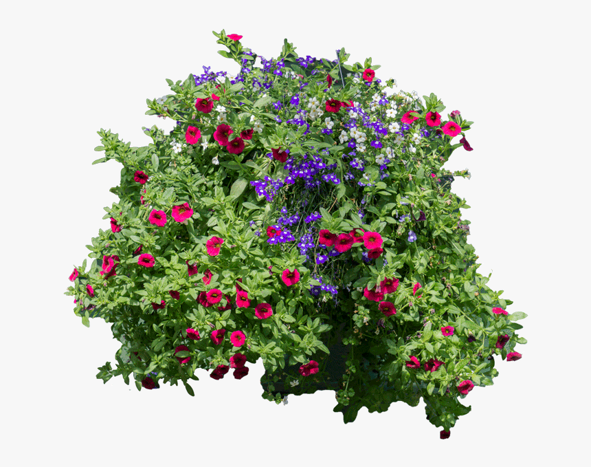 [flowers And Bushes] -hanging Flowers Png, Transparent Png