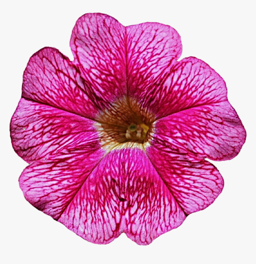 Petunia Clipart, HD Png Download