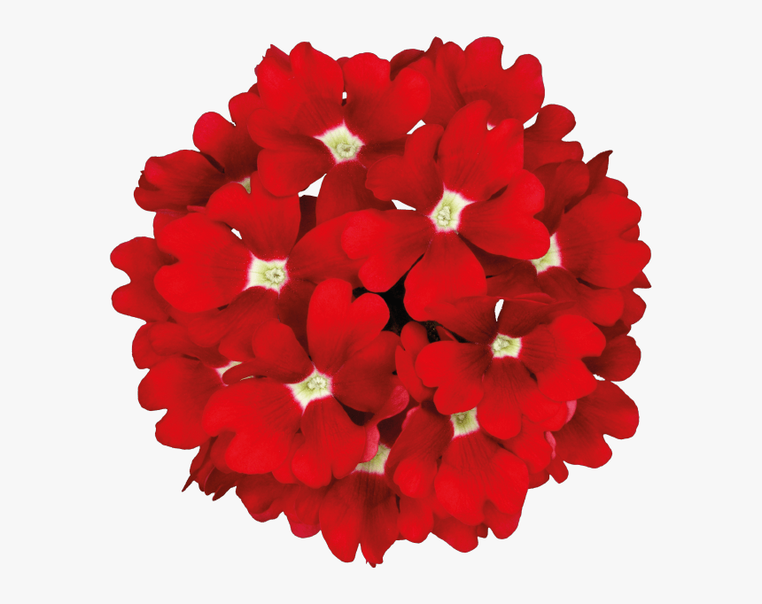 Transparent Hanging Flowers Png, Png Download