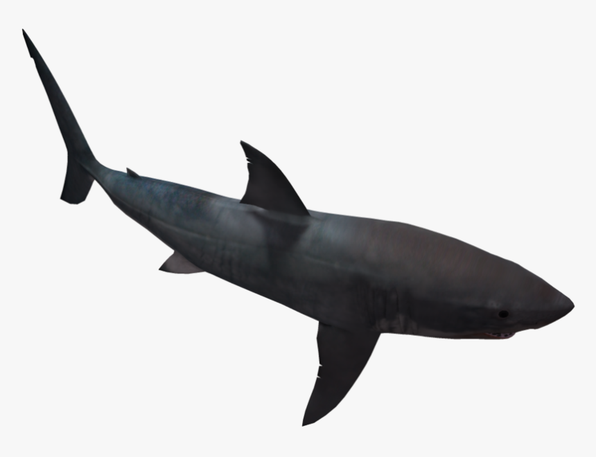 Great White Shark 05 By Wolverine041269 On Clipart, HD Png Download