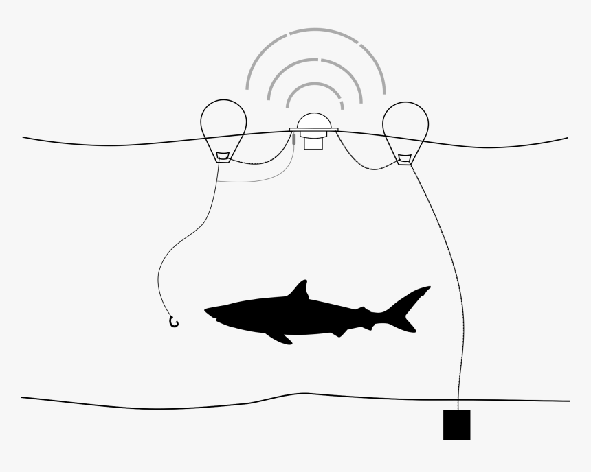 Shark Silhouette Png, Transparent Png