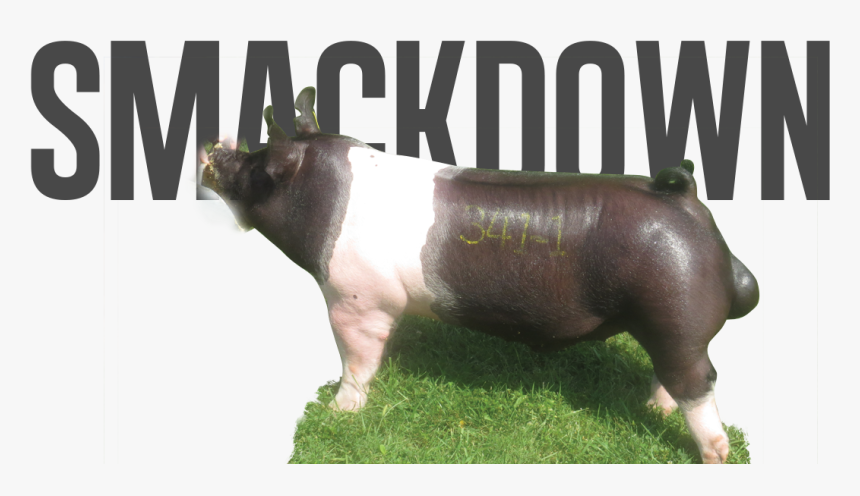 Smackdown Png, Transparent Png