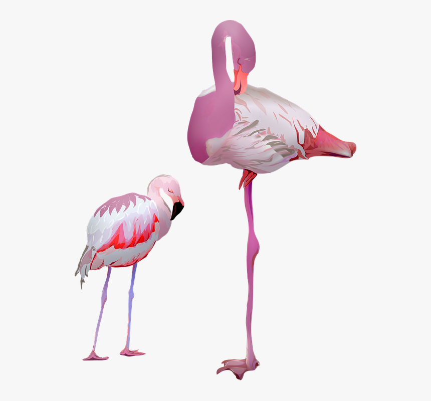 Flamingo, Birds, Pink, Animal, Pride, Nature, Plumage, HD Png Download