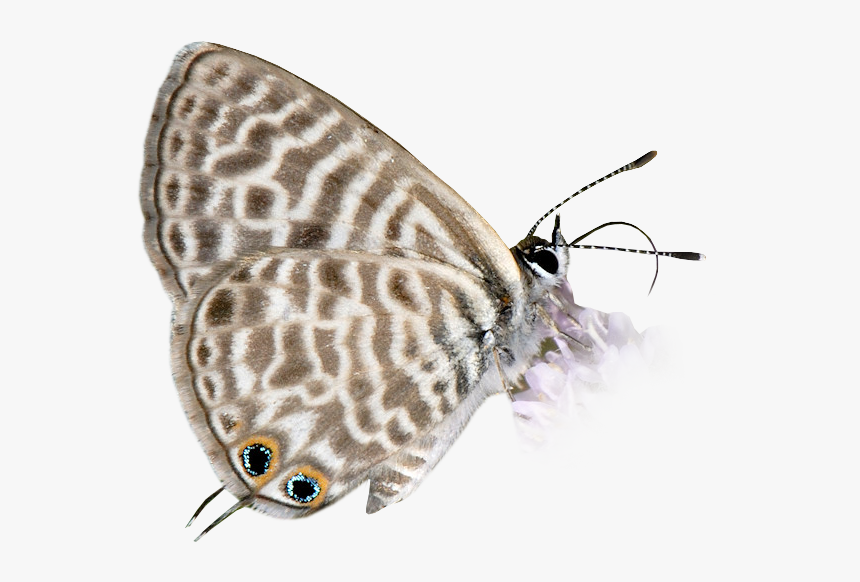 Lep, HD Png Download