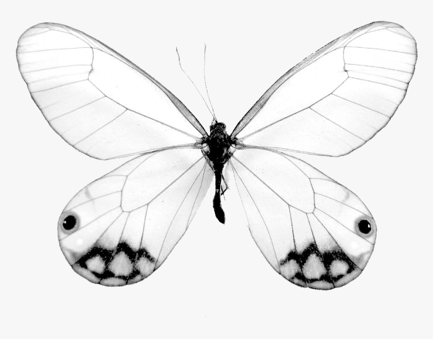 Butterfly Net Png, Transparent Png