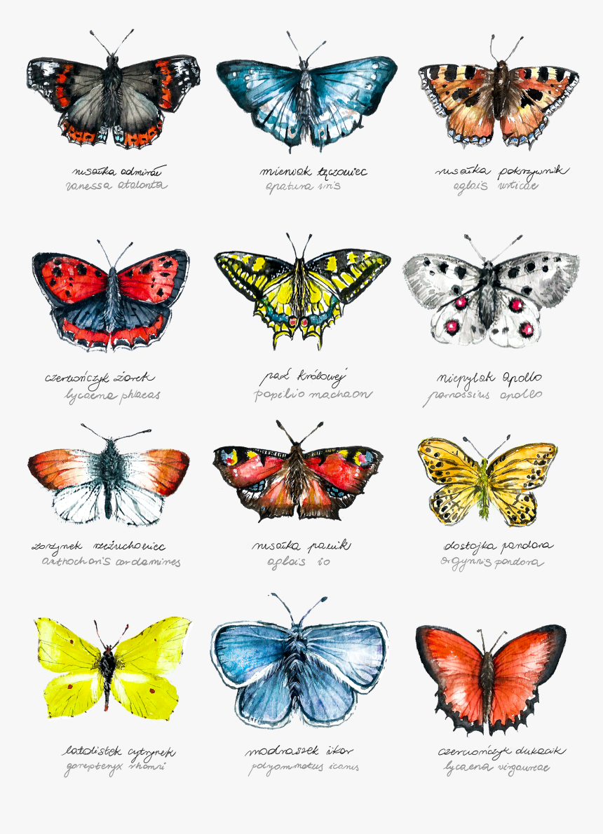 Butterfly Net Png, Transparent Png