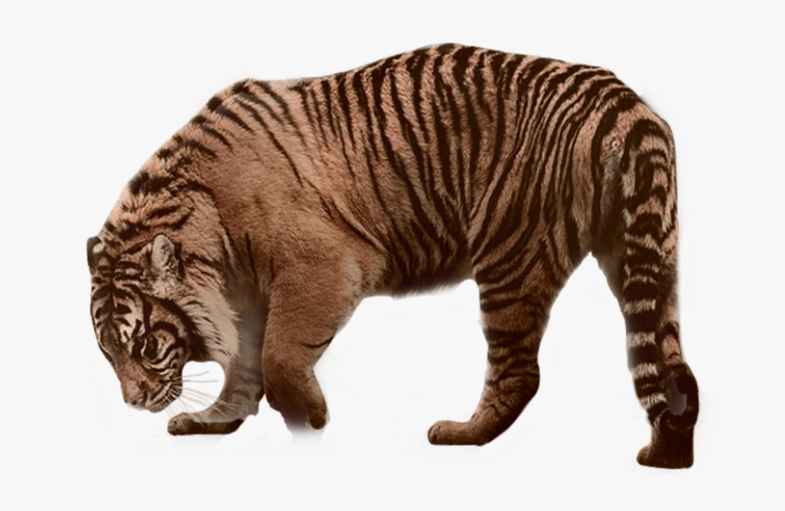 Siberian Tiger, HD Png Download