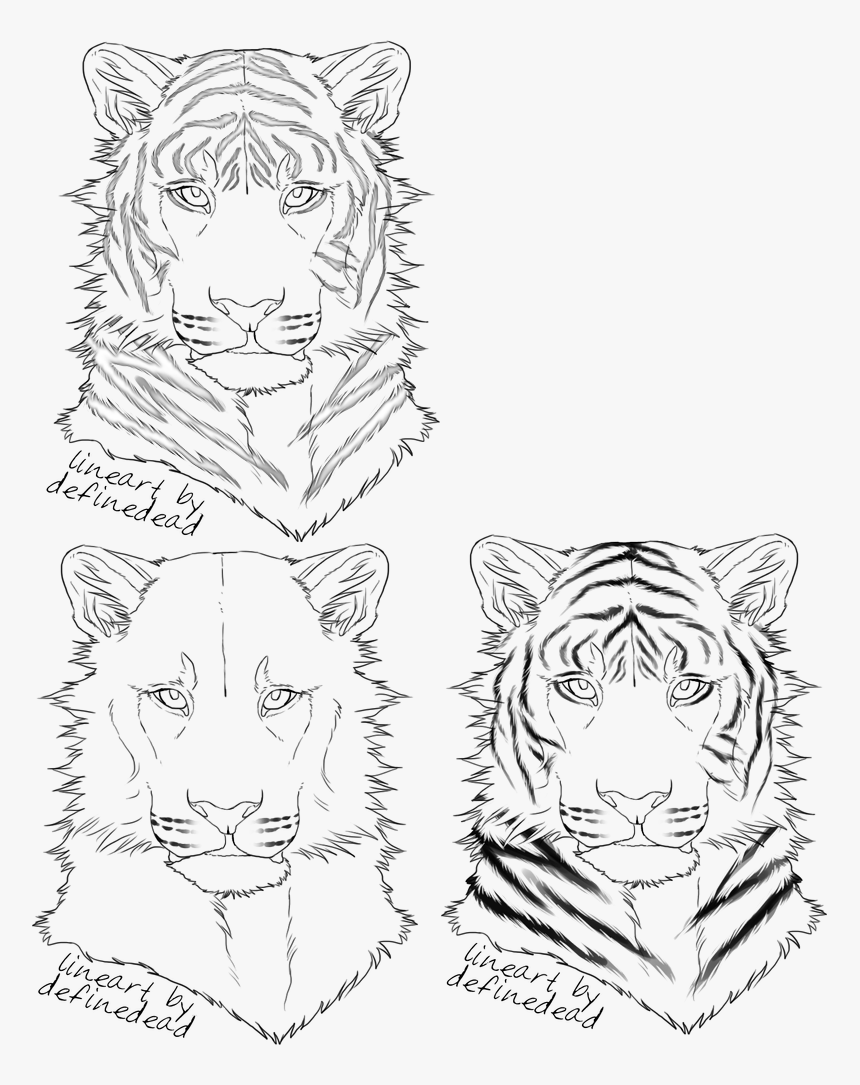 Tiger Eyes Lineart, HD Png Download