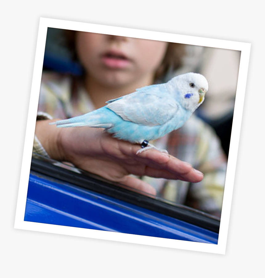 Dirk Nowitzki Png, Transparent Png