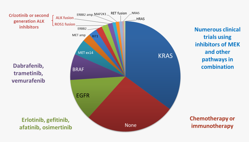 Transparent Lung Png, Png Download