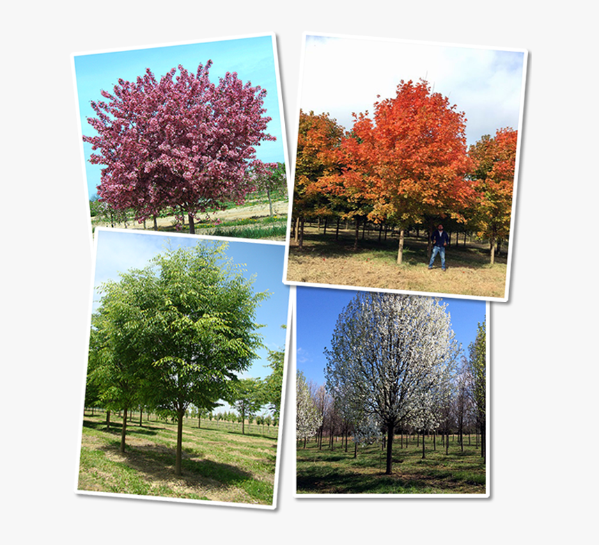 Large Tree Png, Transparent Png