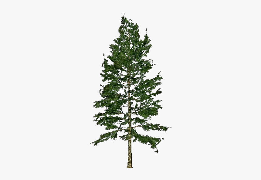 3d Trees - Pinus Strobus - Acca Software, HD Png Download