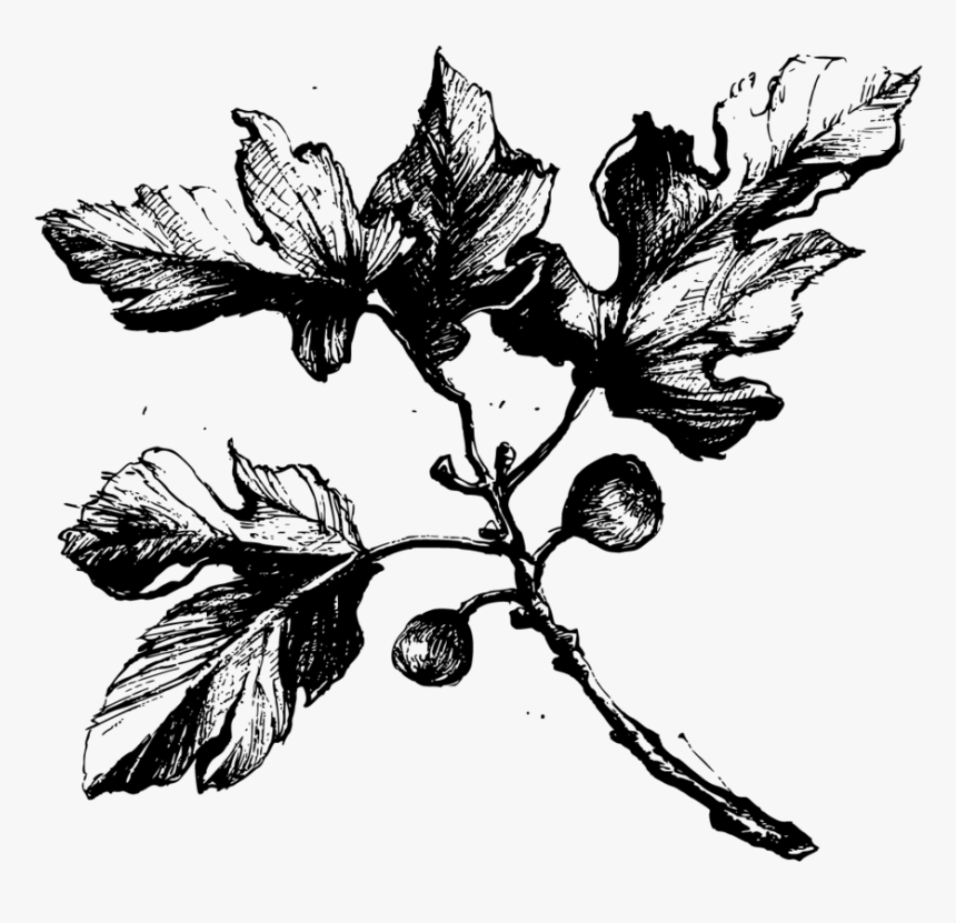 Fig Tree Black And White , Png Download, Transparent Png