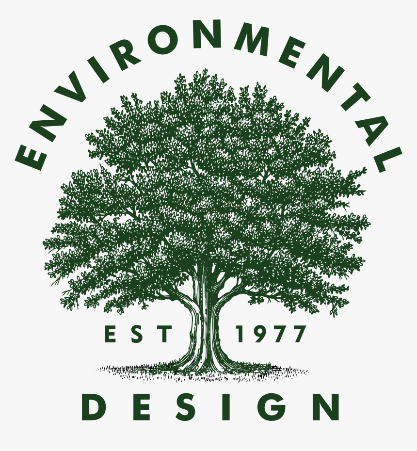 Large Tree Png, Transparent Png